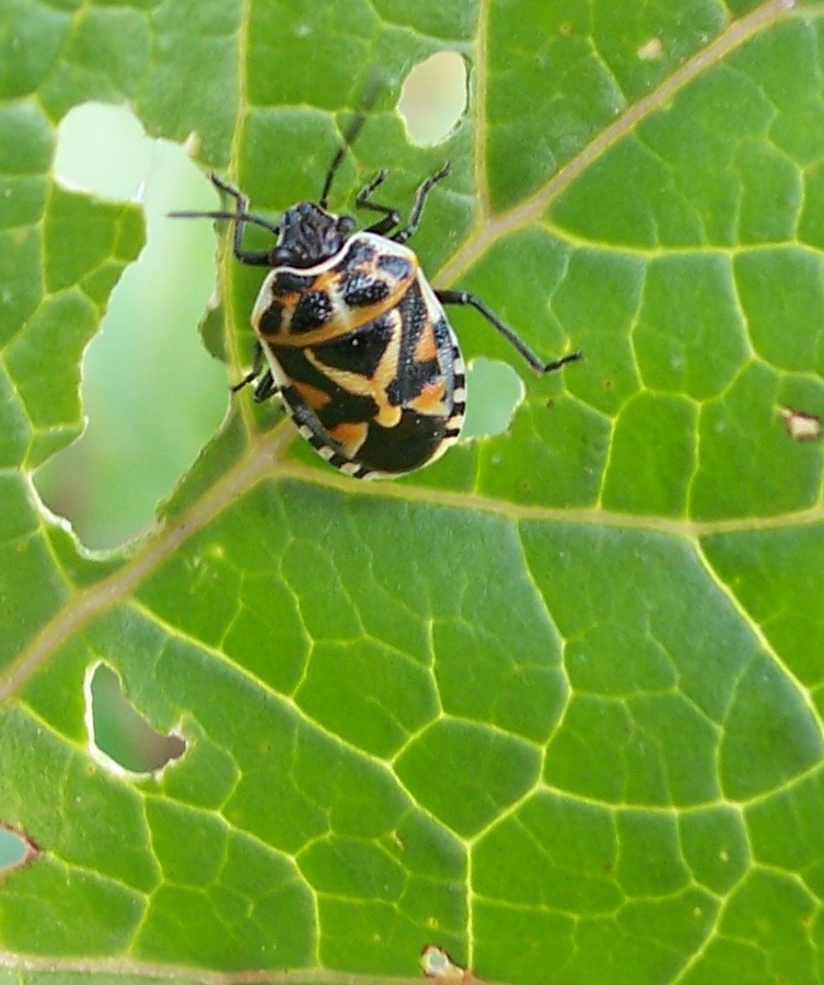 Eurydema ornata